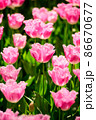 敵 春 花 86670677