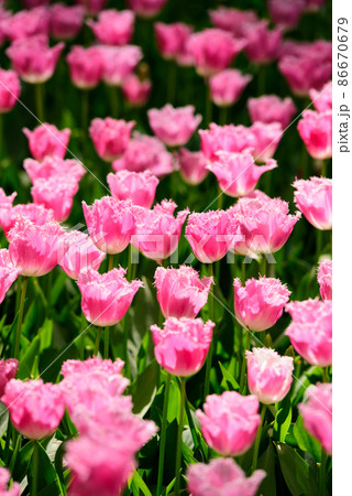 敵 春 花 86670679