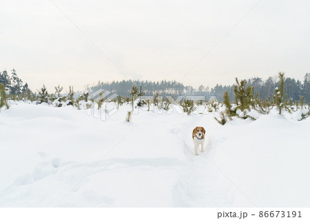 Cute beagle dog walking on winter field with snow and small young fir trees 86673191