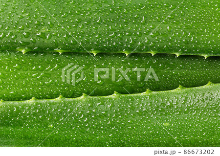 Aloe vera leaf closeup. Aloe vera green leaves background. Aloe vera plant for skin care and herbal medicine. 86673202