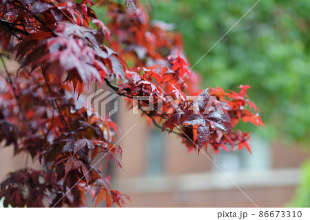 Close-up of Japanese maple tree leaves Close-up of Japanese maple tree leaves 86673310