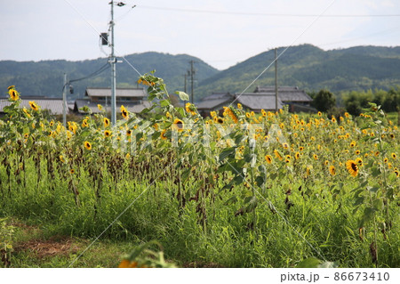 伊賀上野 伊賀鉄道 JR伊賀上野 ひまわり 伊賀上野 伊賀鉄道 JR伊賀上野 ひまわり 86673410