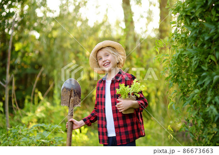 Little boy holding seedling of salad in pots and shovel on the domestic garden at summer sunny day. Gardening activity with little kid 86673663