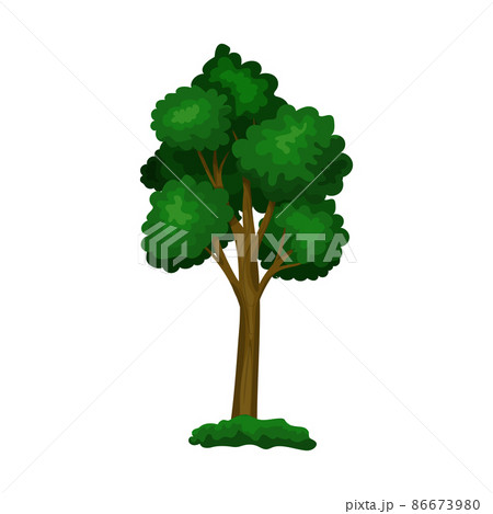 Realistic green deciduous tree isolated on white background - Vector 86673980
