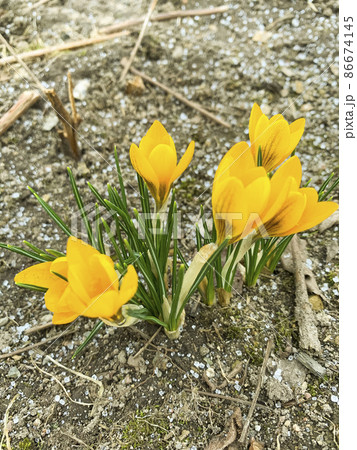 First spring flowers crocuses on still frozen ground. Studio Photo 86674145