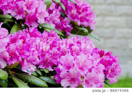 Rose blooming rhododendron bush in garden. Photo Rose blooming rhododendron bush in garden. Photo 86674366