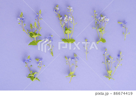 Blue flowers of veronica on lilac background. Blue flowers of veronica on lilac background. 86674419