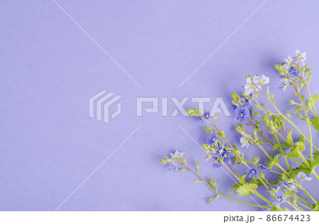 Blue flowers of veronica on lilac background. 86674423