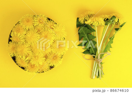 Fresh yellow dandelions in wooden bowl, top view. 86674610