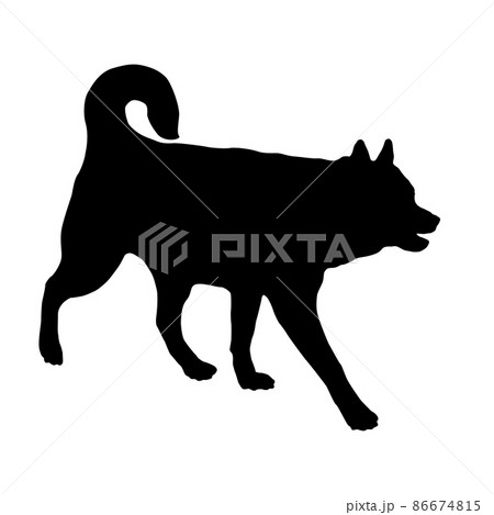 Walking siberian husky puppy. Black dog silhouette Walking siberian husky puppy. Black dog silhouette 86674815