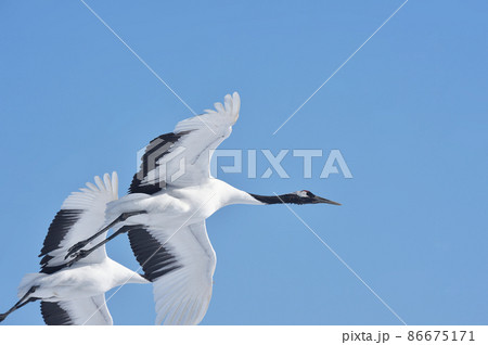 青空を飛ぶ二羽のタンチョウ(北海道・鶴居) 青空を飛ぶ二羽のタンチョウ(北海道・鶴居) 86675171