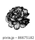 Black ink drawing of blooming peony. Hand drawn botanical illustration. 86675182