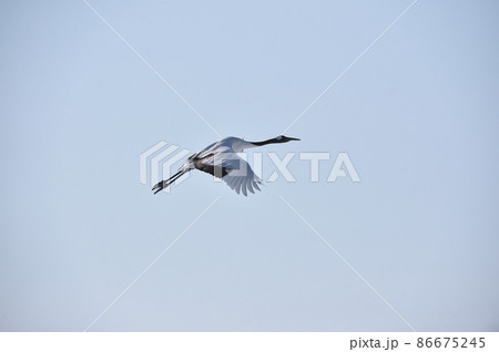 空を飛ぶタンチョウ（北海道・鶴居） 86675245