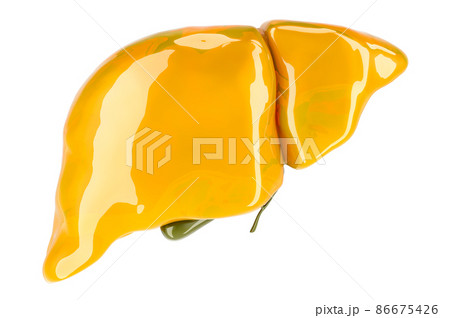 Human liver with gallbladder, glossy yellow color. 3D rendering 86675426