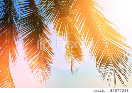 Summer tropical background 86676038