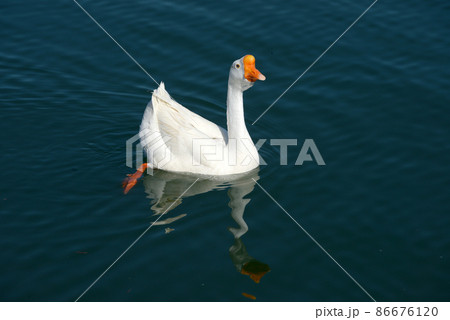 ガチョウ 86676120