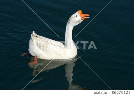 ガチョウ 86676122