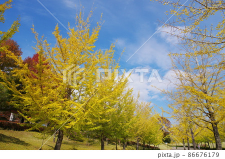 イチョウ並木　ふくい健康の森 86676179