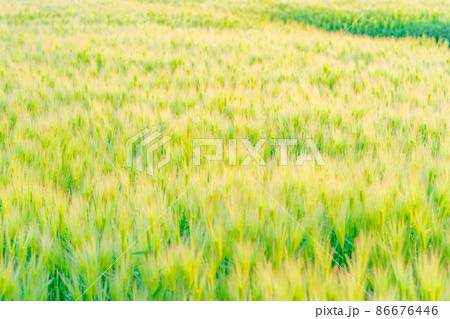 初夏の青麦の穂【長野県】 初夏の青麦の穂【長野県】 86676446