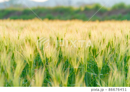 初夏の青麦の穂【長野県】 初夏の青麦の穂【長野県】 86676451