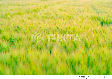 初夏の青麦の穂【長野県】 86676458