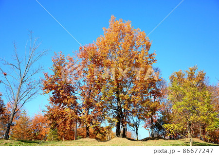 晩秋の公園　黄葉コナラ 86677247