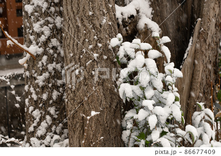 古木から生える新緑につもる雪 86677409