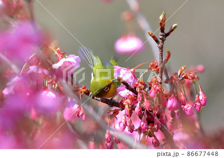 静岡県伊豆市土肥地区 ピンクが鮮やかな早咲きの土肥桜と羽を広げるメジロ 静岡県伊豆市土肥地区 ピンクが鮮やかな早咲きの土肥桜と羽を広げるメジロ 86677448