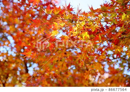 輝 紅葉カエデ 輝 紅葉カエデ 86677564