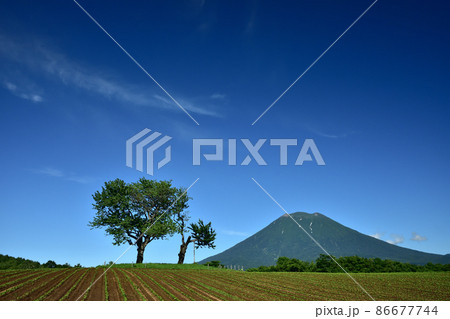 羊蹄山と双子の木 羊蹄山と双子の木 86677744