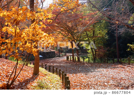 晩秋 落葉の遊歩道 晩秋 落葉の遊歩道 86677804