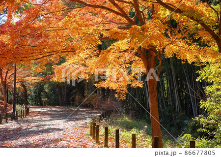 晩秋　落葉の遊歩道　金色もみじ 86677805