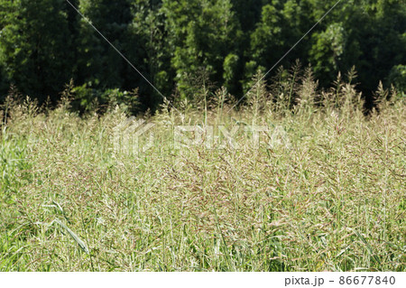 秋に群生する雑草のセイバンモロコシ 86677840