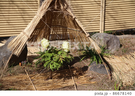 筥崎宮花庭園　　冬牡丹　春ボタン 86678140