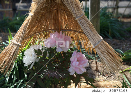筥崎宮花庭園　　冬牡丹　春ボタン 86678163