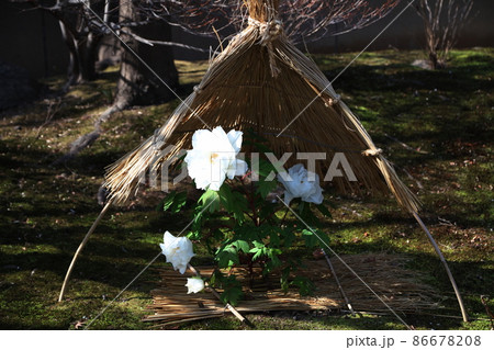 筥崎宮花庭園　　冬牡丹　春ボタン 86678208