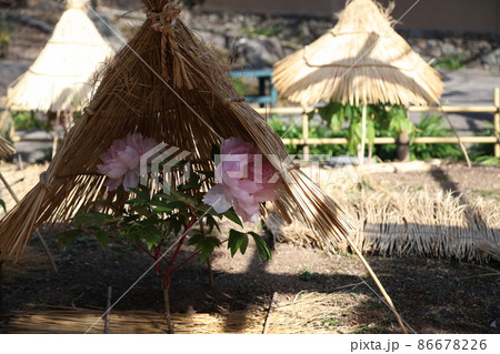筥崎宮花庭園　　冬牡丹　春ボタン 86678226