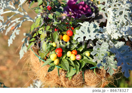 五色唐辛子の実 86678327