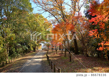 晩秋の公園 色づく木々 晩秋の公園 色づく木々 86678336