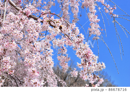満開の桜 86678716