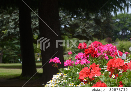 みどりの公園を散歩すれば... 86678756