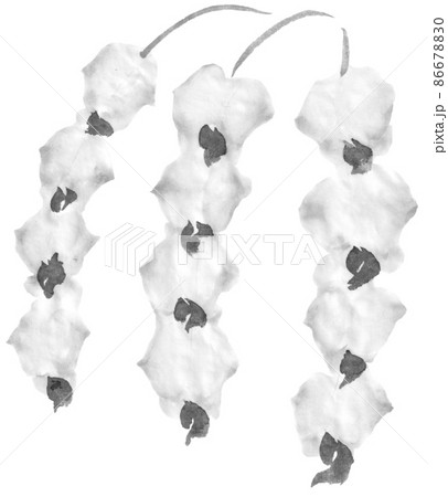 胡蝶蘭の花のイラスト 墨 のイラスト素材 胡蝶蘭の花のイラスト 墨 のイラスト素材