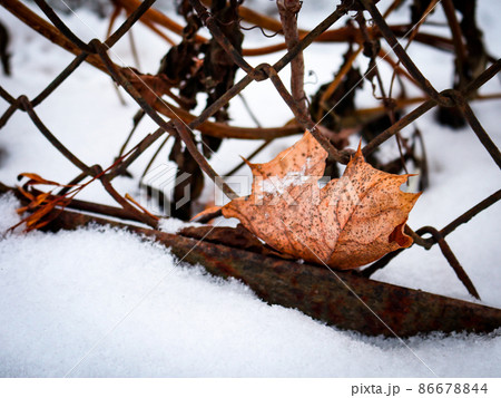 Dry leaf stuck on wire fence on white snow background 86678844