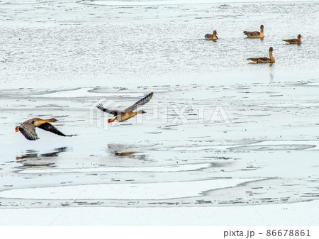宮城県 伊豆沼 雁の仲間 ヒシクイの飛翔 宮城県 伊豆沼 雁の仲間 ヒシクイの飛翔 86678861
