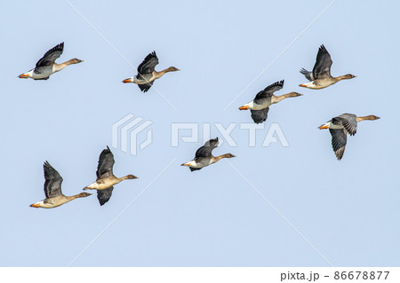 宮城県 伊豆沼 雁の仲間 ヒシクイの飛翔 宮城県 伊豆沼 雁の仲間 ヒシクイの飛翔 86678877