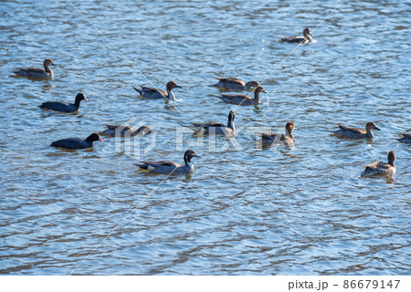 オナガガモ　越辺川　白鳥飛来地　川島町 86679147