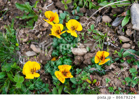 中国四川省白玉県甘白路登山口に咲くキンポウゲ科キンバイソウ属Trollius ranunculoid 中国四川省白玉県甘白路登山口に咲くキンポウゲ科キンバイソウ属Trollius ranunculoid 86679224