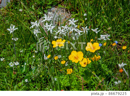 中国四川省白玉県甘白路登山口に咲くキンポウゲ科キンバイソウ属Trollius ranunculoid 86679225