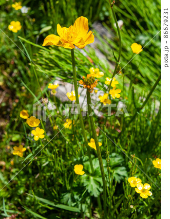 中国青海省東部 徳啄山峠に咲くキンポウゲ科キンバイソウ属Trollius ranunculoides 中国青海省東部 徳啄山峠に咲くキンポウゲ科キンバイソウ属Trollius ranunculoides 86679231