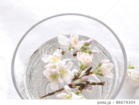 水面に浮かべた桜の花 86679304
